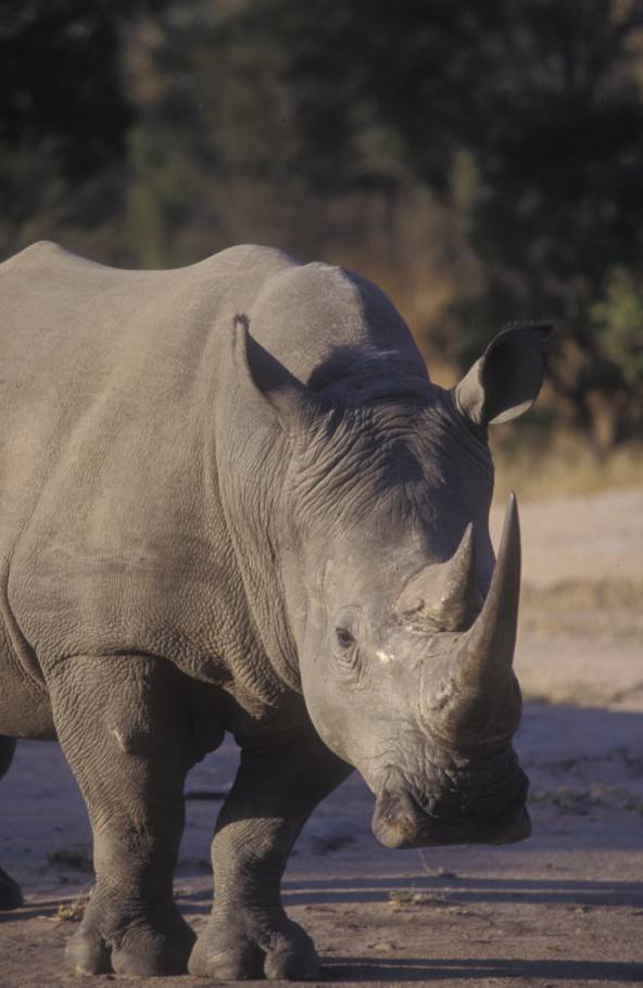 Rhino white-09