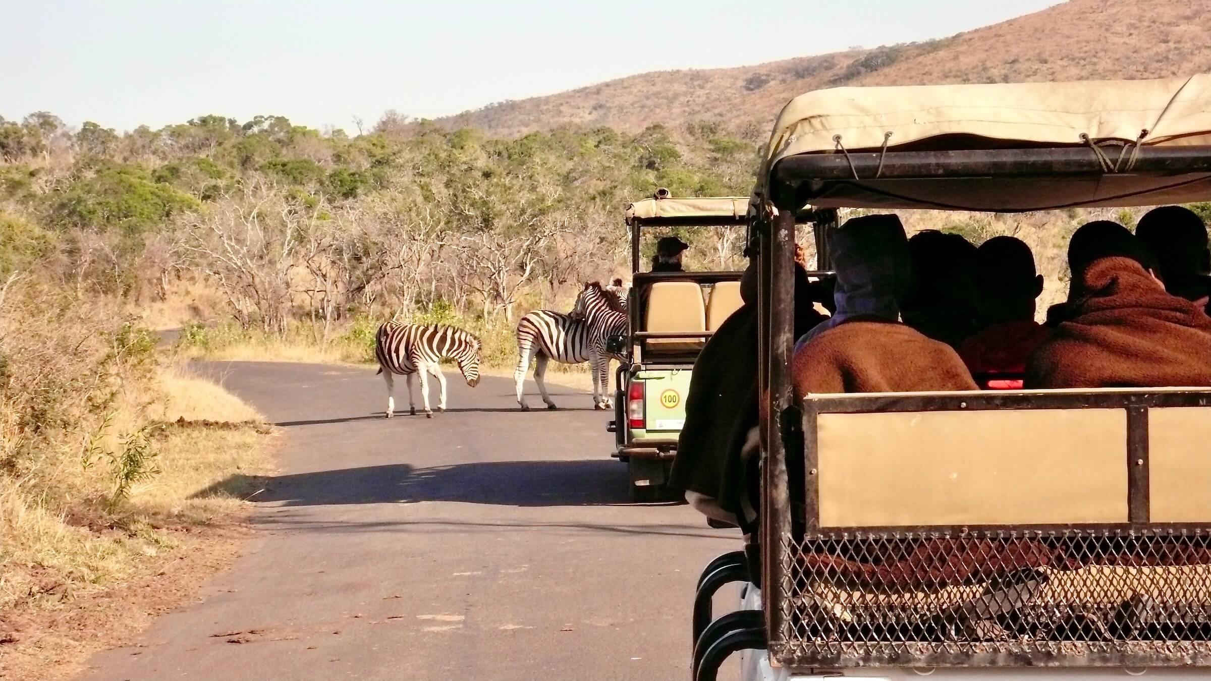game drive zebra